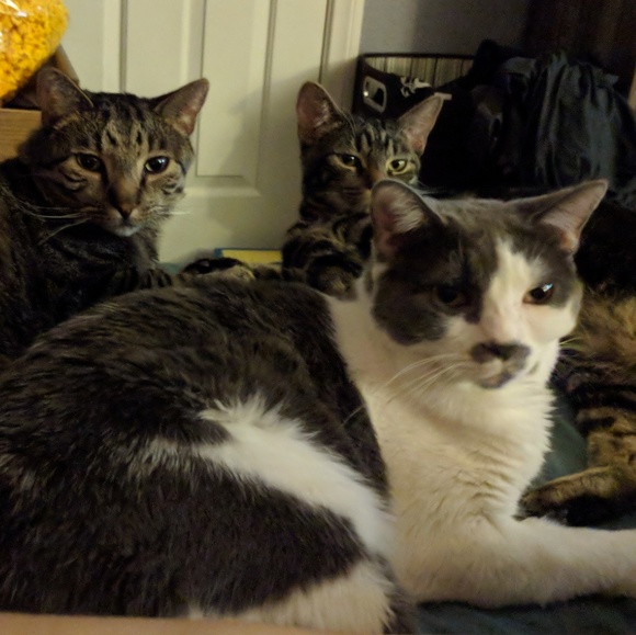 Meet your Posher, Tracy - Picture 3 of 3